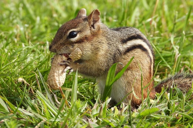 chipmunk, veverica