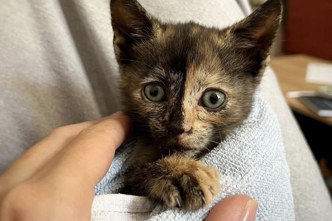 Maca himera udomljavanje