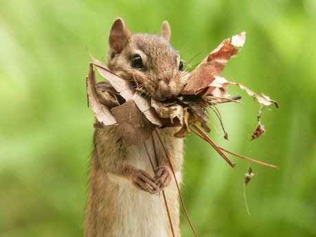 Veverica čipmunk