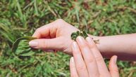 Da li znate koja biljka ubrzava zarastanje i čak kod opekotina drugog stepena? Ove vrste pospešuju oporavak