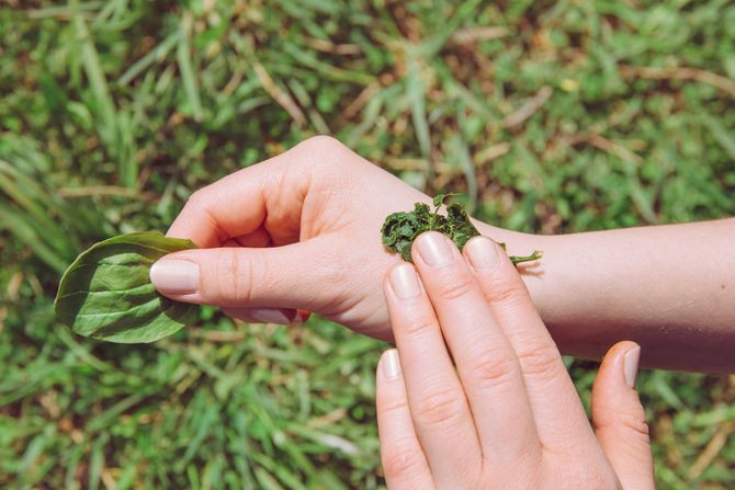 bokvica, rana, zarastanje rane, ruka, priroda, list bokvice
