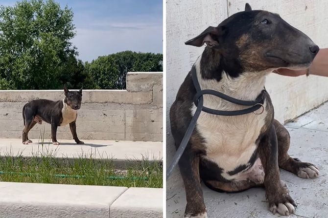 Mini bul terijer Arlo