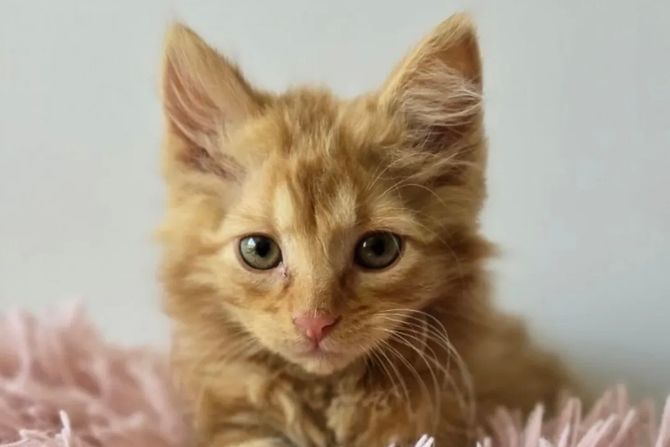 Mačak udomljavanje Berograd