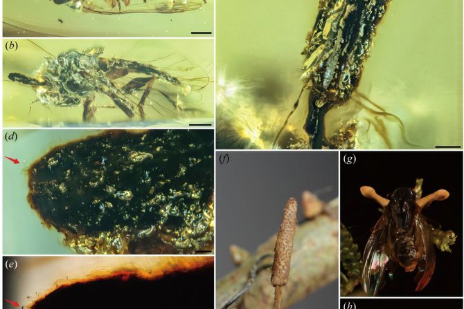 fosil gljivice, ćilibar