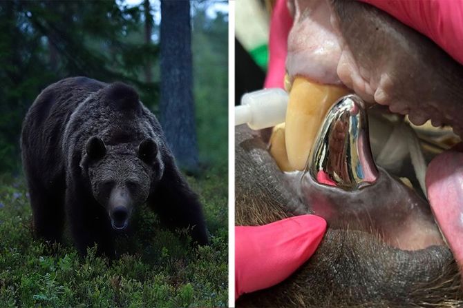 Medved i zub
