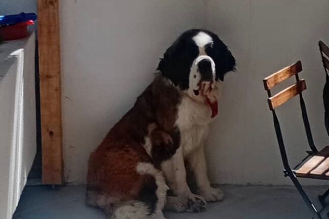 Bernardinac udomljavanje