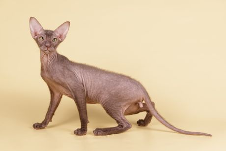 Petrogradska sfinga peterbold