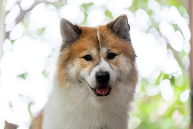 Tajlandski bangakavski pas