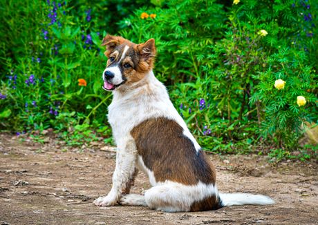 Tajlandski bangakavski pas