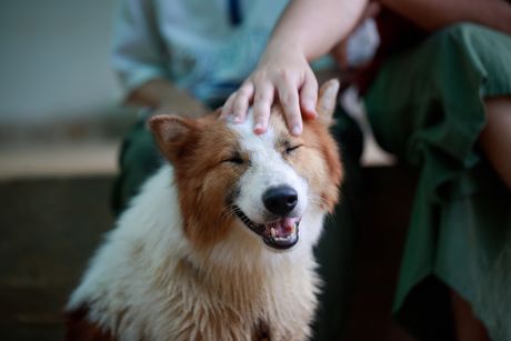Tajlandski bangakavski pas