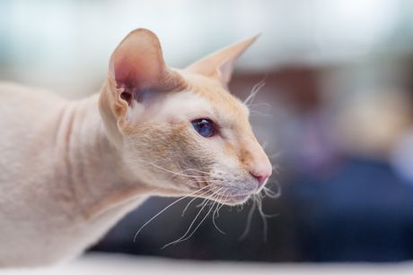 Petrogradska sfinga peterbold