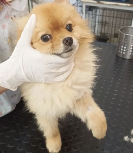 Pomeranci lečenje i udomljavanje