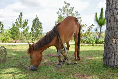 Konj proteza za nogu