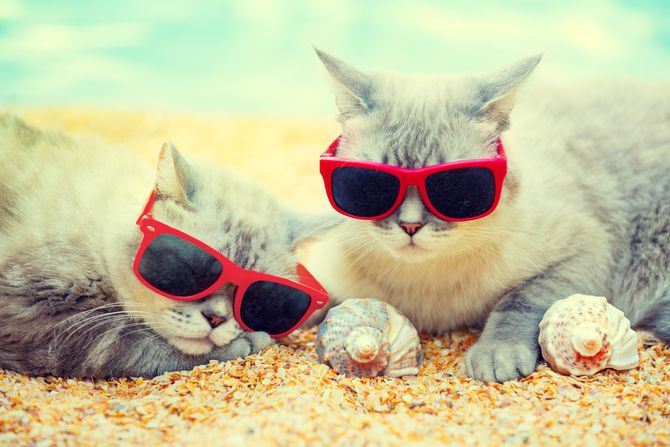 Mačke na plaži