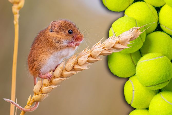 harvest mouse, poljski mis, teniska loptica