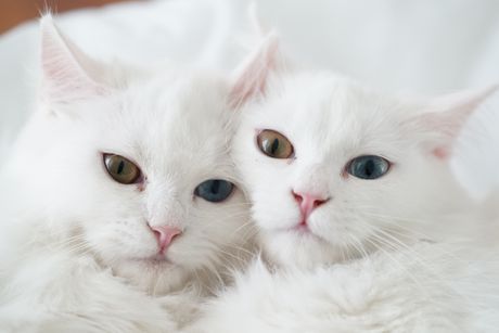 Dve bele mačke
