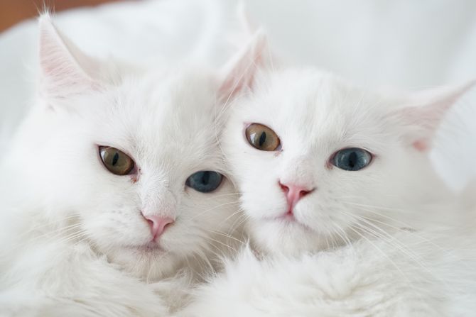 Dve bele mačke