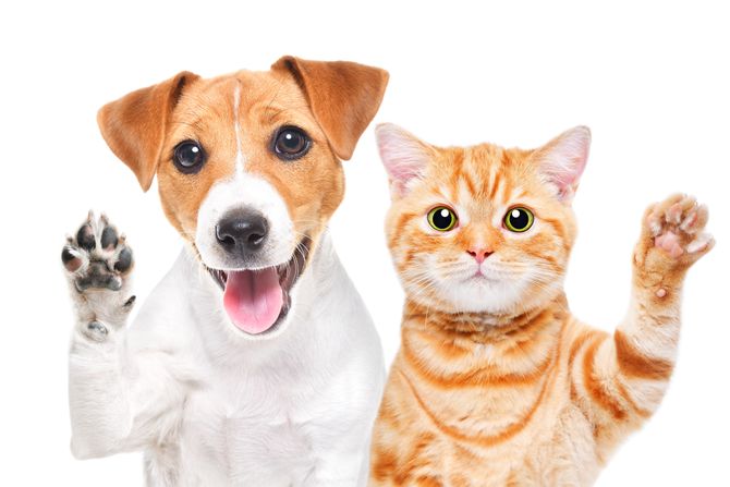 Mačka i pas