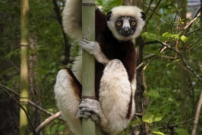 sifaka lemur