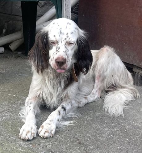 Engleski seter Dušan