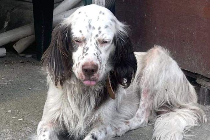 Engleski seter Dušan