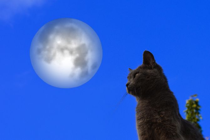 Mačka i Mesec