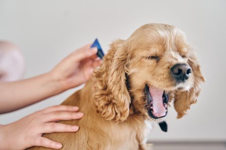 Pas tretman protiv buva