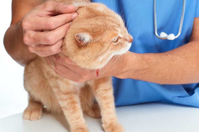 Mačka tretman protiv buva