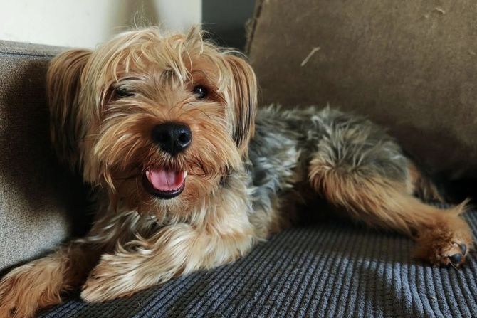 Jorki Koki udomljavanje