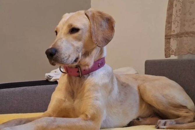 Pas Zoja udomljavanje