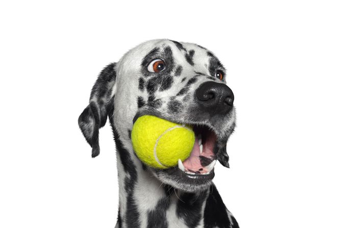 Pas i teniska loptica