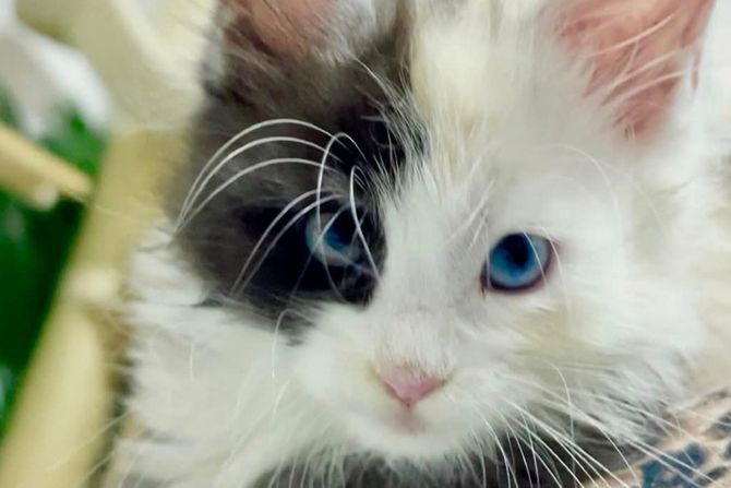 Maca Andema Star Fara Dream