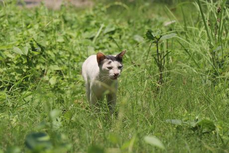 Serad petit rasa mačke iz Francuske