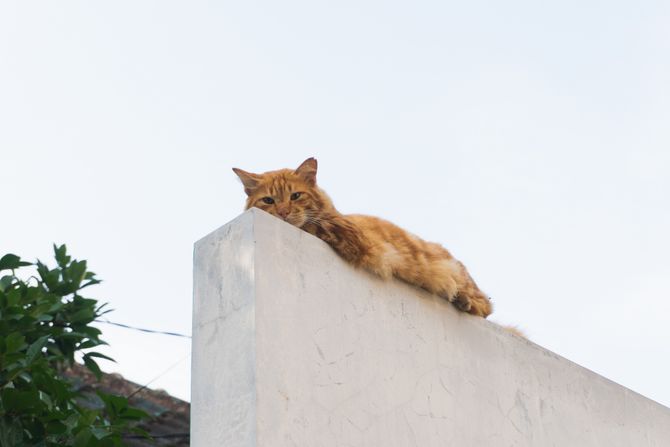 Mačka na betonu