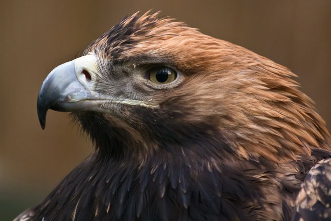 Orao krstaš, Aquila heliaca