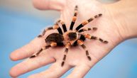 Tarantule, skakači i egzotične vrste u stanu: Detaljan vodič kroz najpopularnije paukove kućne ljubimce