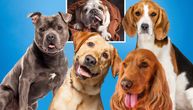Da li je vaš pas zaista neposlušan ili mu samo nedostaje aktivnost: Saveti za vlasnike energičnih rasa