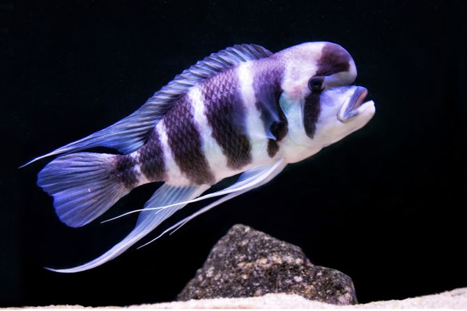 Ciklid ispupčenog čela