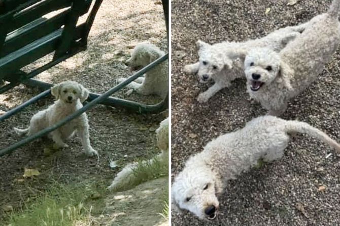 Tri psa za udomljavanje