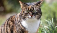 FIV nije presuda: Mačke sa "mačjim HIV-om" mogu živeti dugo i srećno uz dobru negu i veterinarski nadzor