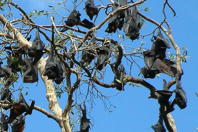 slepi miševi, crne leteće lisice