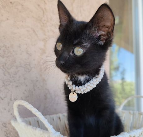 Crno mače udomljavanje