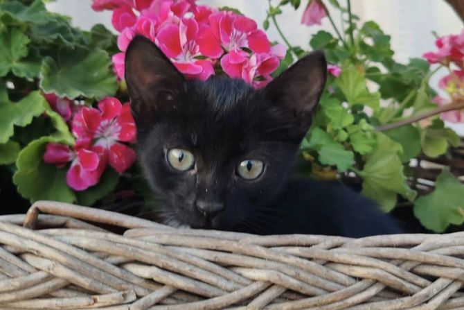 Crno mače udomljavanje