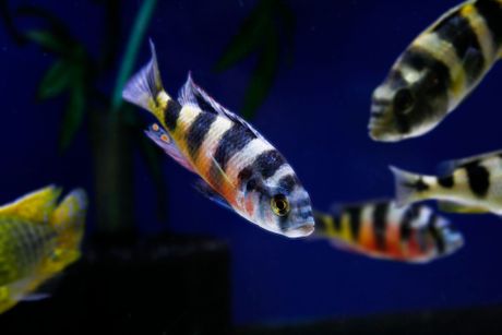 Ciklidi iz jezera Viktorija