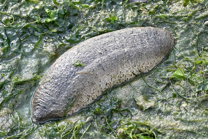 morski krastavac Holothuria scabra