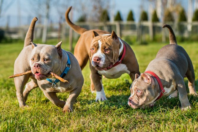 Psi i štapići za žvakanje