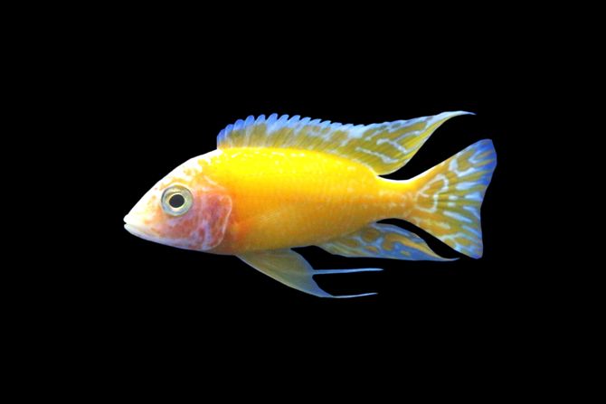 Žuti malavijski ciklid