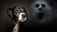 Mogu li psi da nanjuše "zlo": Evo šta kaže nauka o njihovoj sposobnosti da nešto "vide" i "čuju"
