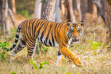 Tigar