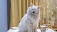 Koje tečnosti sem vode mačka sme da pije? Veterinari savetuju: 6 napitaka "za", ova 4 tečna "otrova" nikako